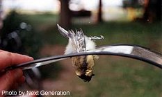 Bird in Visor