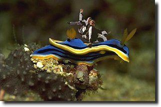 Snail Ride