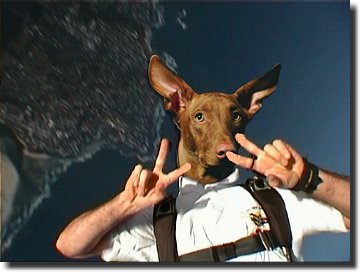 Dog Jump